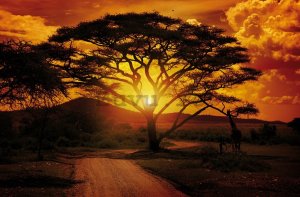 Fototapet vlies: Apus de soare african - 184x254 cm