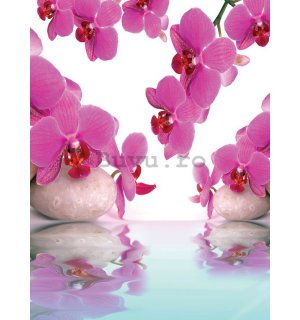 Fototapet: Orhideea și pietre albe - 254x184 cm