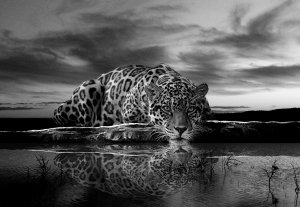 Fototapet: Jaguar (alb-negru) - 104x152,5 cm
