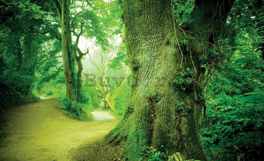 Fototapet vlies: Pădure magică - 184x254 cm