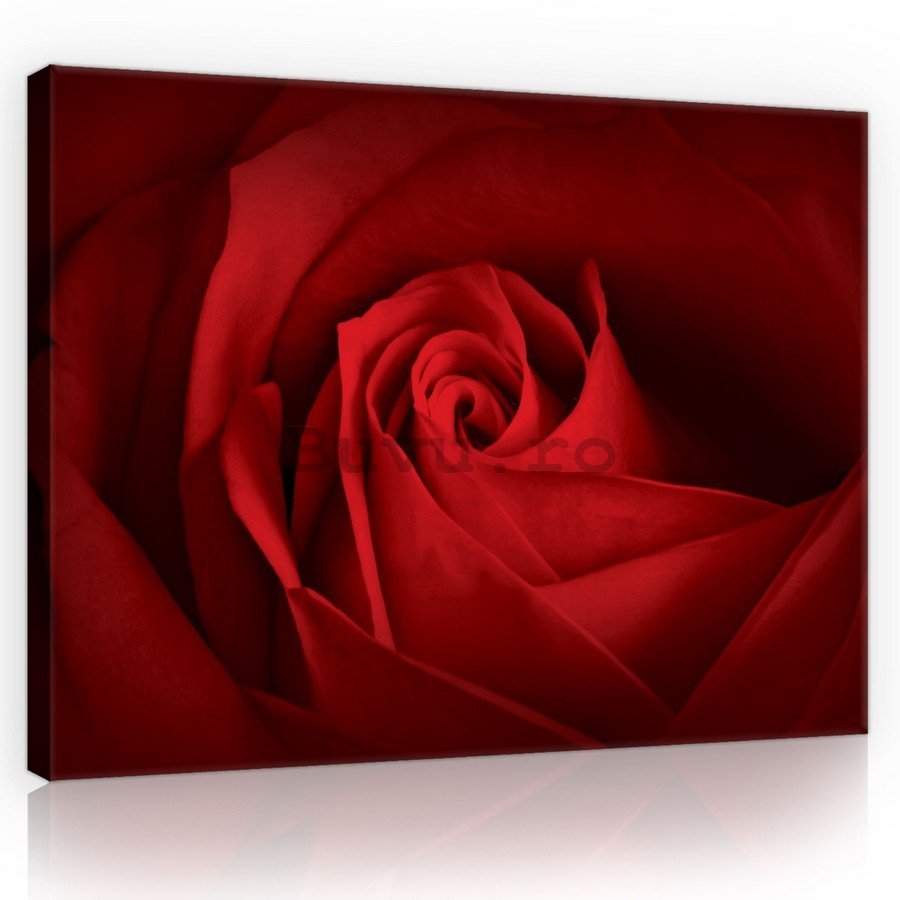 Tablou canvas: Detaliu de trandafiri roșii - 75x100 cm