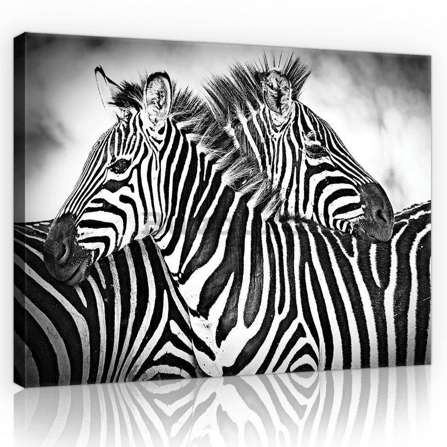Tablou canvas: Zebre (3) - 75x100 cm