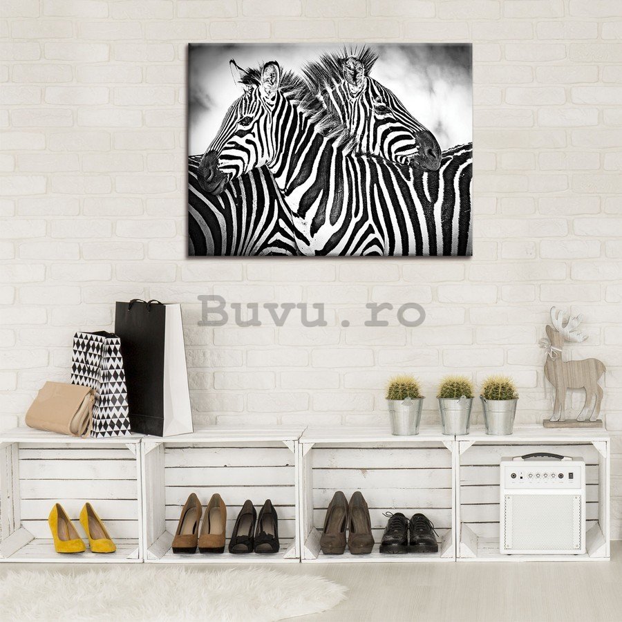 Tablou canvas: Zebre (3) - 75x100 cm