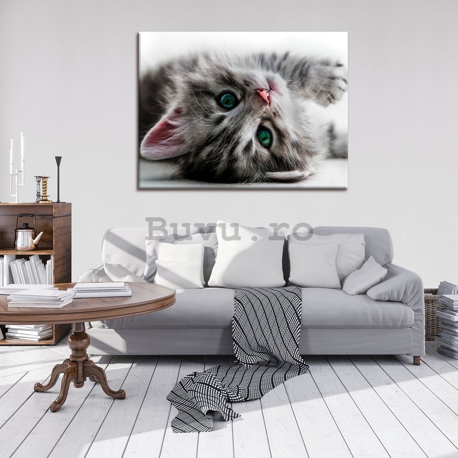 Tablou canvas: Pisică - 75x100 cm
