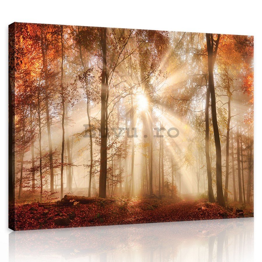 Tablou canvas: Revărsatul de zori în pădure - 75x100 cm