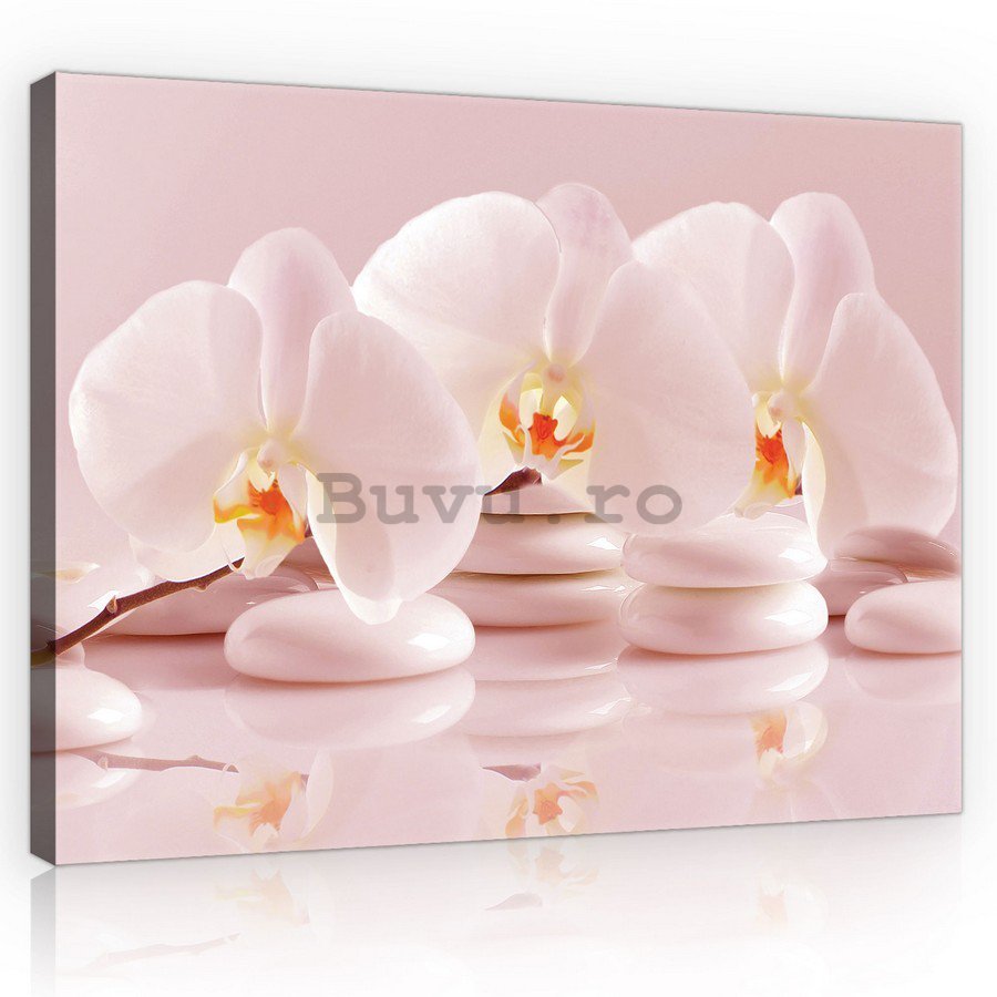 Tablou canvas: Roz orhidee - 75x100 cm