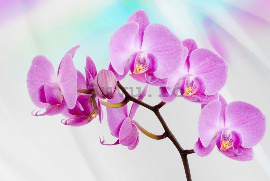 Tablou canvas: Orhideea Violet - 75x100 cm