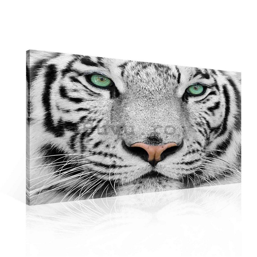 Tablou canvas: Tigrul alb - 75x100 cm