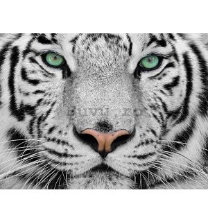 Tablou canvas: Tigrul alb - 75x100 cm