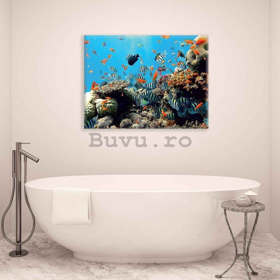 Tablou canvas: Recif de corali - 75x100 cm