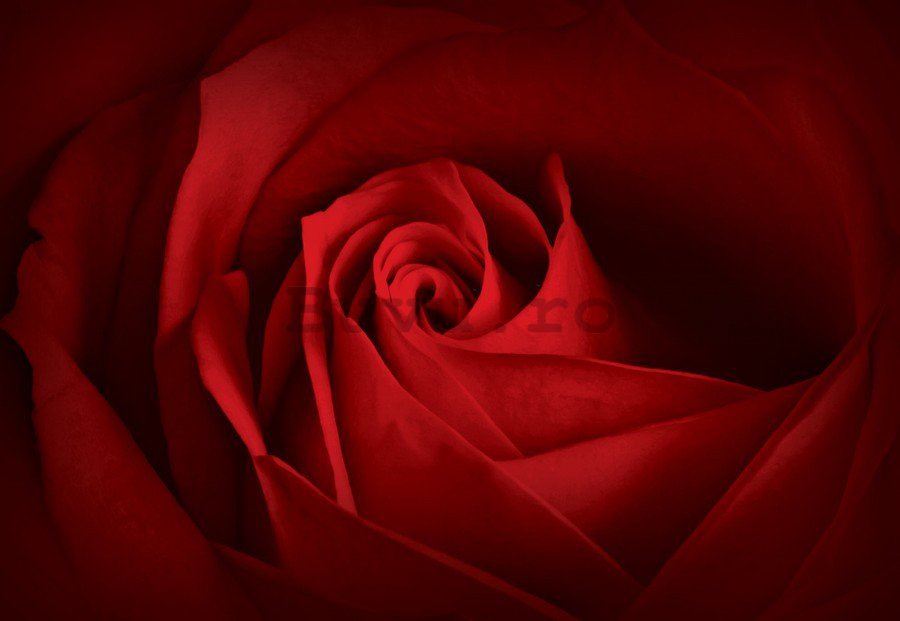Tablou canvas: Detaliu de trandafiri roșii (2) - 75x100 cm