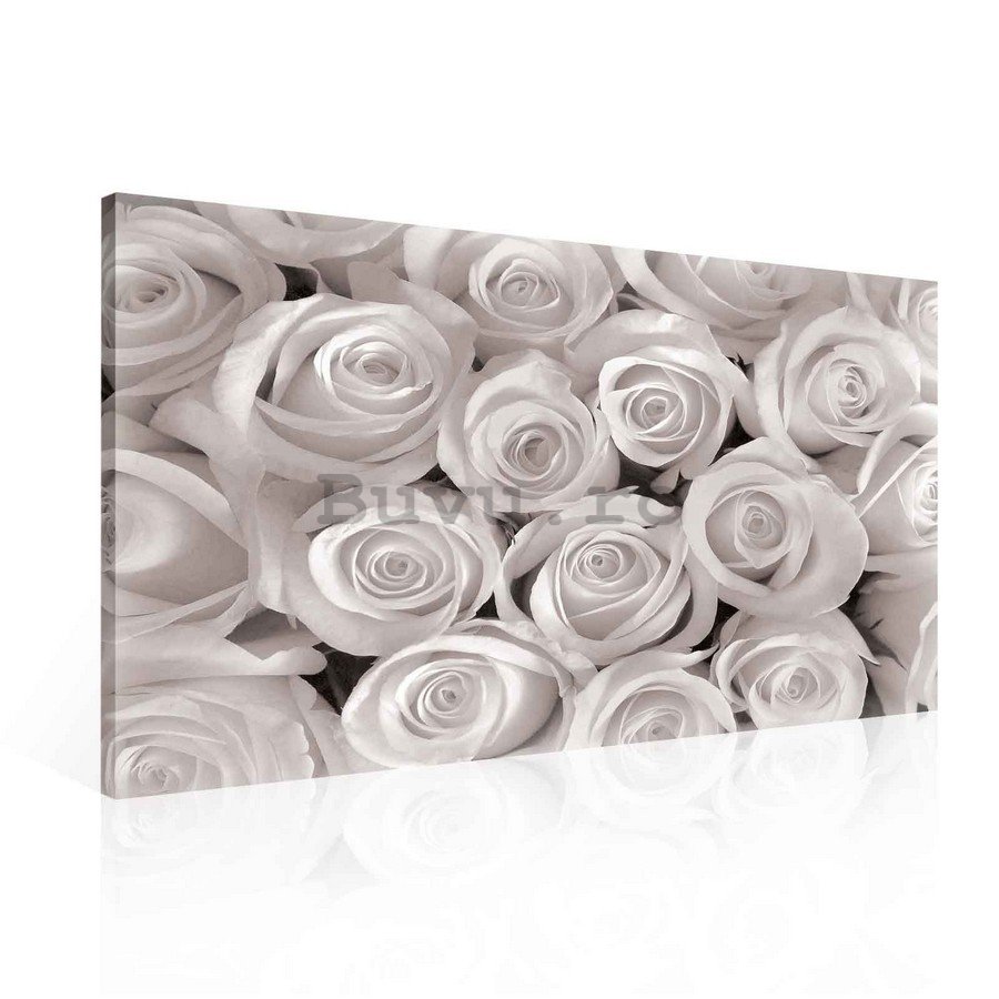Tablou canvas: Trandafir alb - 75x100 cm