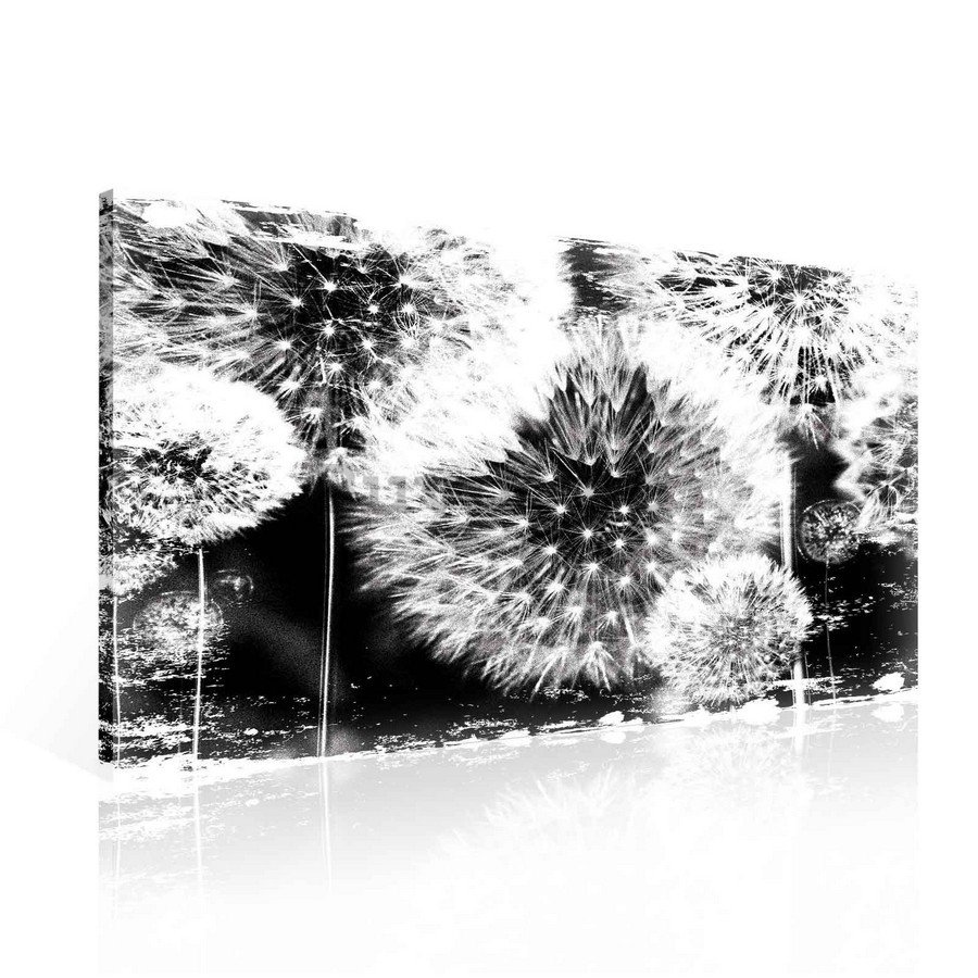 Tablou canvas: Păpădii (alb-negru) - 75x100 cm