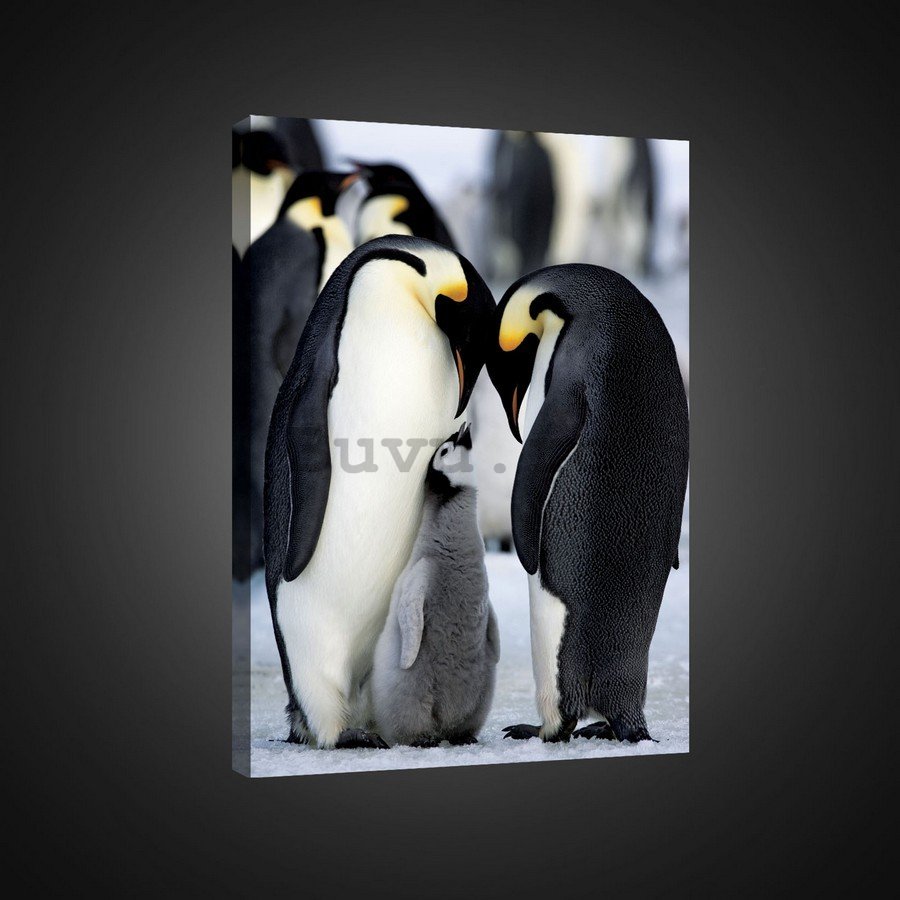 Tablou canvas: Pinguin imperial (1) - 75x100 cm