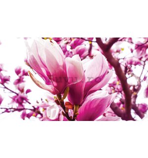 Tablou canvas: Magnolie roz - 75x100 cm