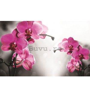 Tablou canvas: Orhideea pe fundal gri - 75x100 cm