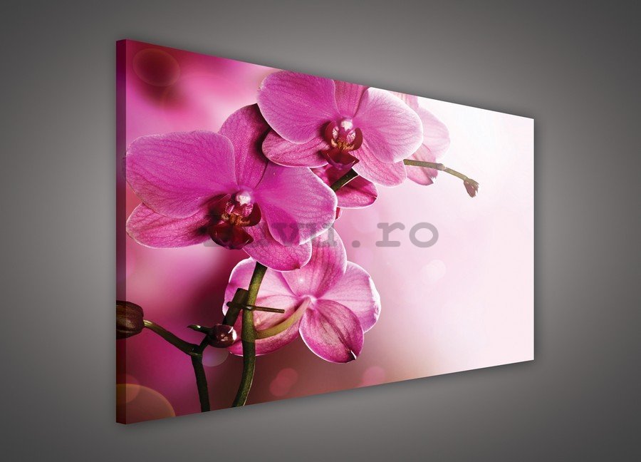 Tablou canvas: Orhideea (5) - 75x100 cm