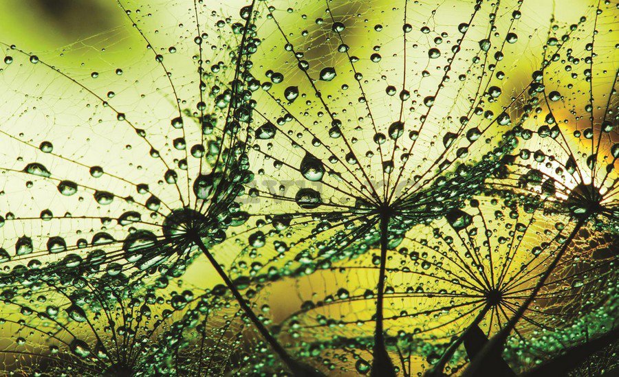 Fototapet vlies: Picături de ploaie (2) - 254x368 cm