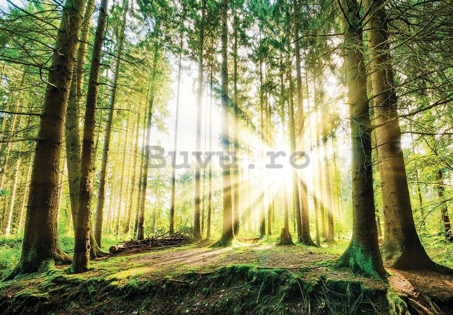 Fototapet vlies: Soarele în pădure (2) - 254x368 cm