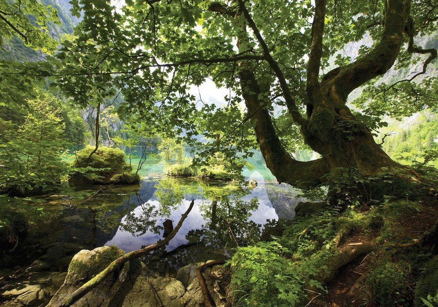Fototapet vlies: Băltoacă de pădure - 184x254 cm