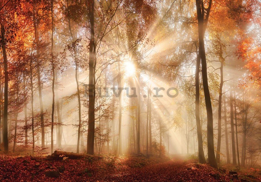 Fototapet vlies: Revărsatul de zori în pădure - 184x254 cm
