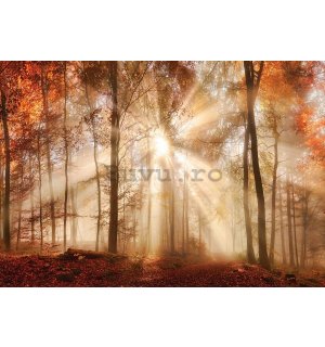 Fototapet vlies: Revărsatul de zori în pădure - 184x254 cm