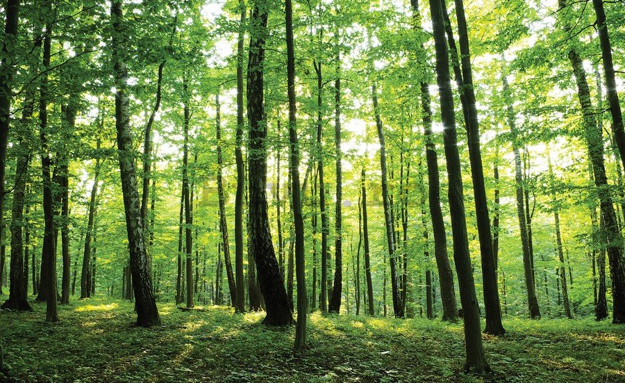 Fototapet vlies: Pădure (2) - 184x254 cm