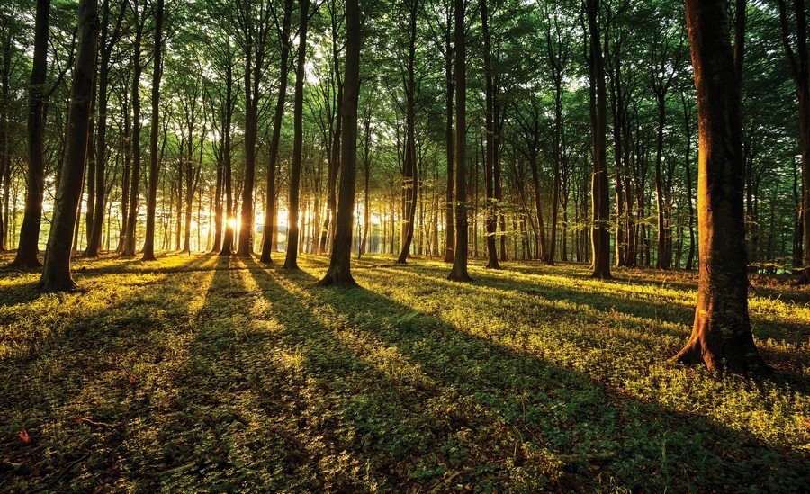 Fototapet vlies: Apus de soare în pădure - 254x368 cm