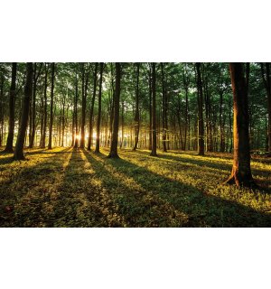 Fototapet vlies: Apus de soare în pădure - 254x368 cm