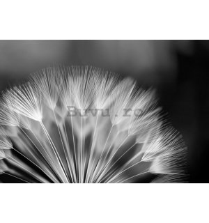 Fototapet vlies: Păpădie alb-negru - 254x368 cm