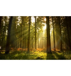 Fototapet vlies: Răsărit de soare în pădure - 184x254 cm