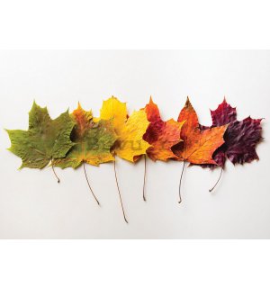 Fototapet: Frunze de toamnă - 184x254 cm