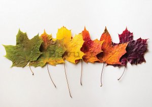 Fototapet: Frunze de toamnă - 254x368 cm