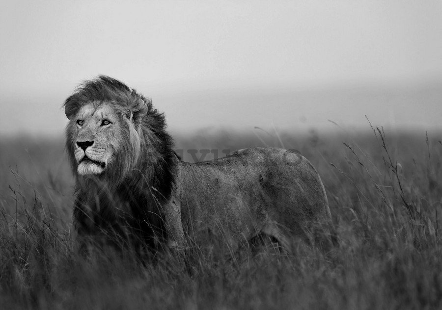 Fototapet: Leu (alb-negru) - 254x368 cm
