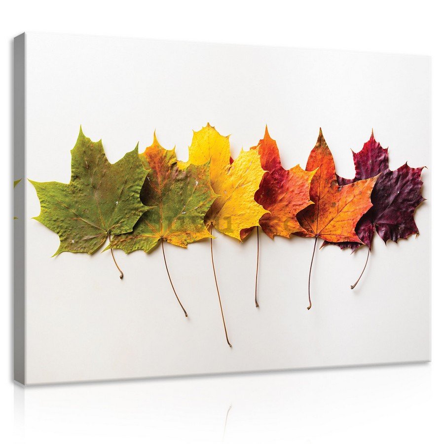 Tablou canvas: Frunze de toamnă - 75x100 cm