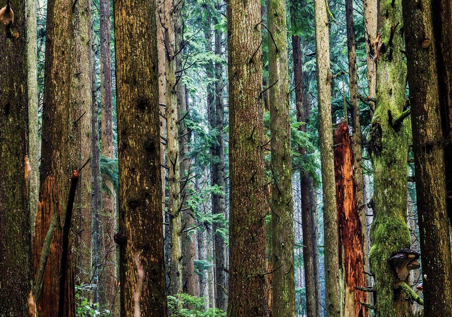 Tablou canvas: Pădurea de conifere - 75x100 cm