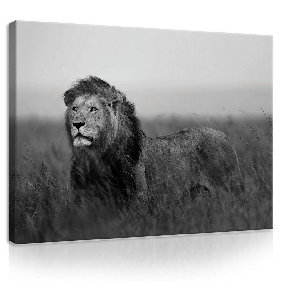 Tablou canvas: Leu (alb-negru) - 75x100 cm