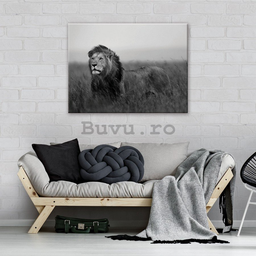 Tablou canvas: Leu (alb-negru) - 75x100 cm