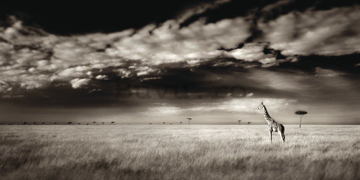 Tablou canvas - Ian Cumming, Masai Mara Giraffe