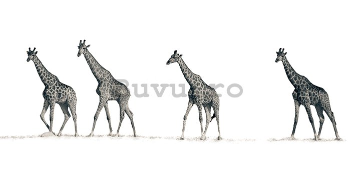 Tablou canvas - Mario Moreno, The Giraffes