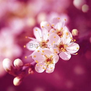 Tablou canvas - Ros Berryman, Plum Blossom