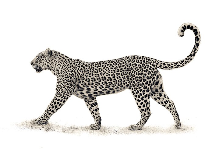 Tablou canvas - Mario Moreno, The Leopard