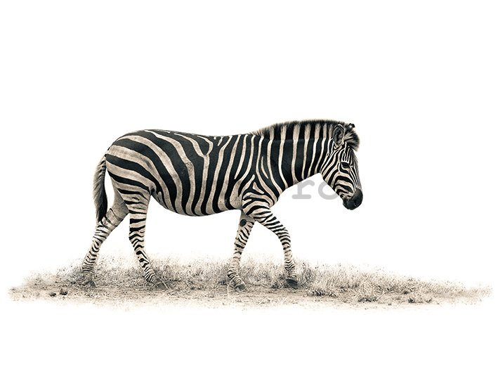 Tablou canvas - Mario Moreno, The Zebra