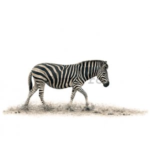 Tablou canvas - Mario Moreno, The Zebra