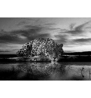 Fototapet: Jaguar (alb-negru) - 184x254 cm