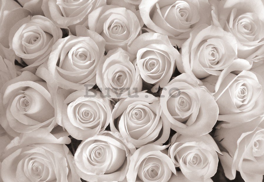 Fototapet vlies: Trandafir alb - 254x368 cm