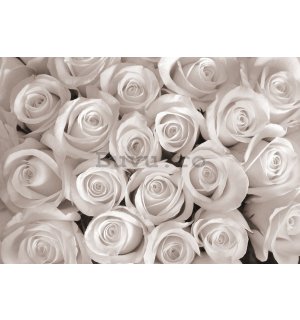 Fototapet vlies: Trandafir alb - 254x368 cm