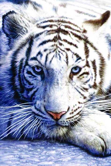 Poster - Tigrul alb