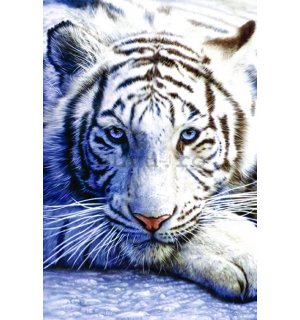 Poster - Tigrul alb