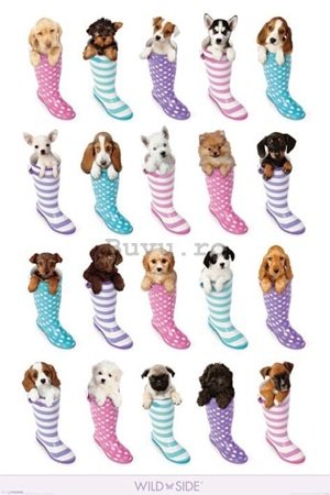 Poster - Puppies in Holinks